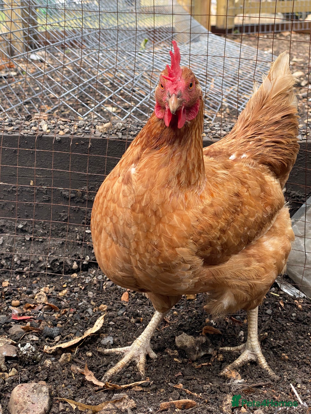Chickens poultry for sale: 7 HYBRID HENS FOR SALE  - Image 5