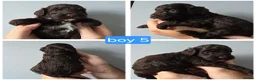 Cockapoo dogs for sale: F1b chocolate & parti roan cockapoos.HEALTH TESTED - Advert 25