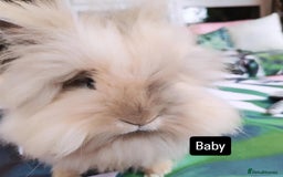 Lionhead rabbits for sale: Madam Fig & Lady Baby - Image 2