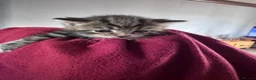 Mixed Breed cats for sale: British short hair X Tabby Kittens - Advert 5