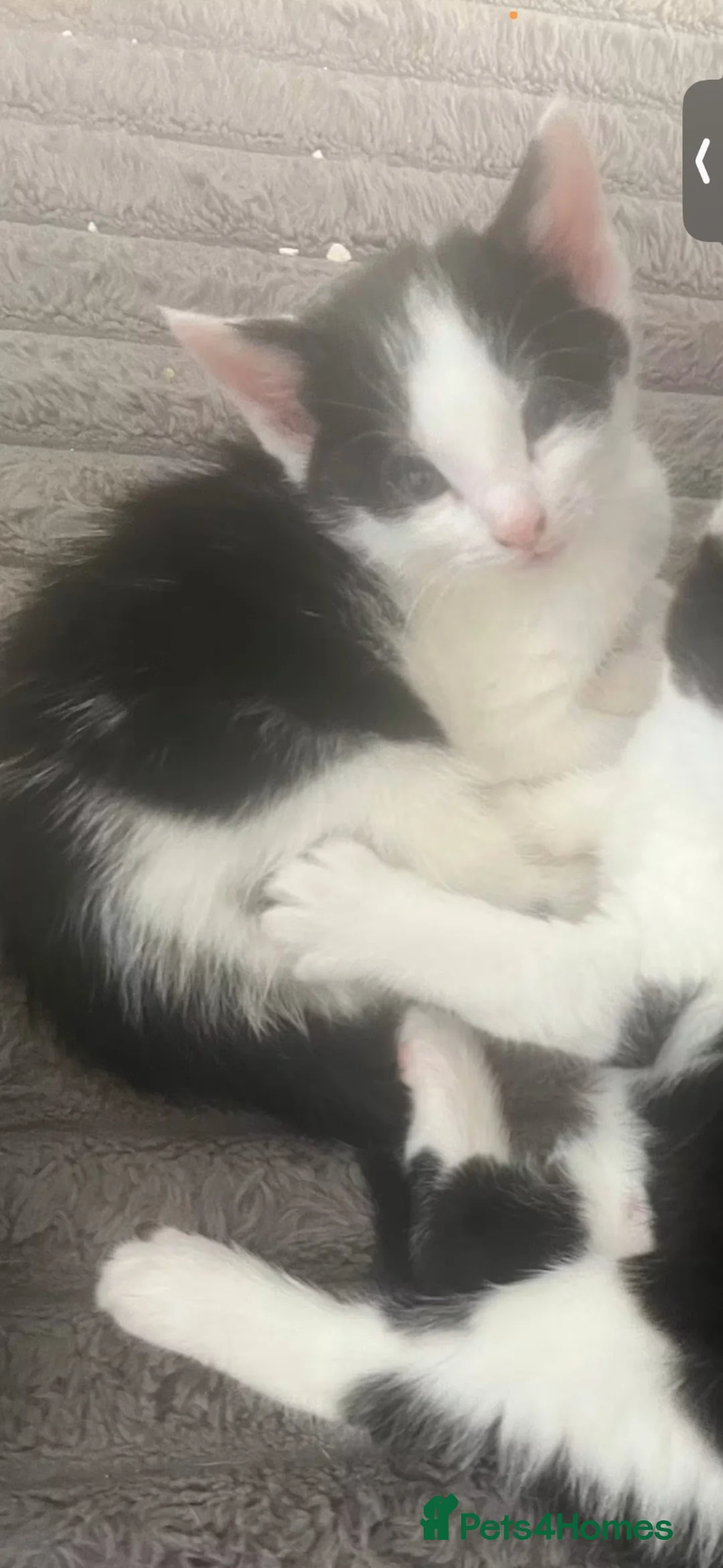 Mixed Breed cats for sale: Last male kitten! in Leeds - Advert 2