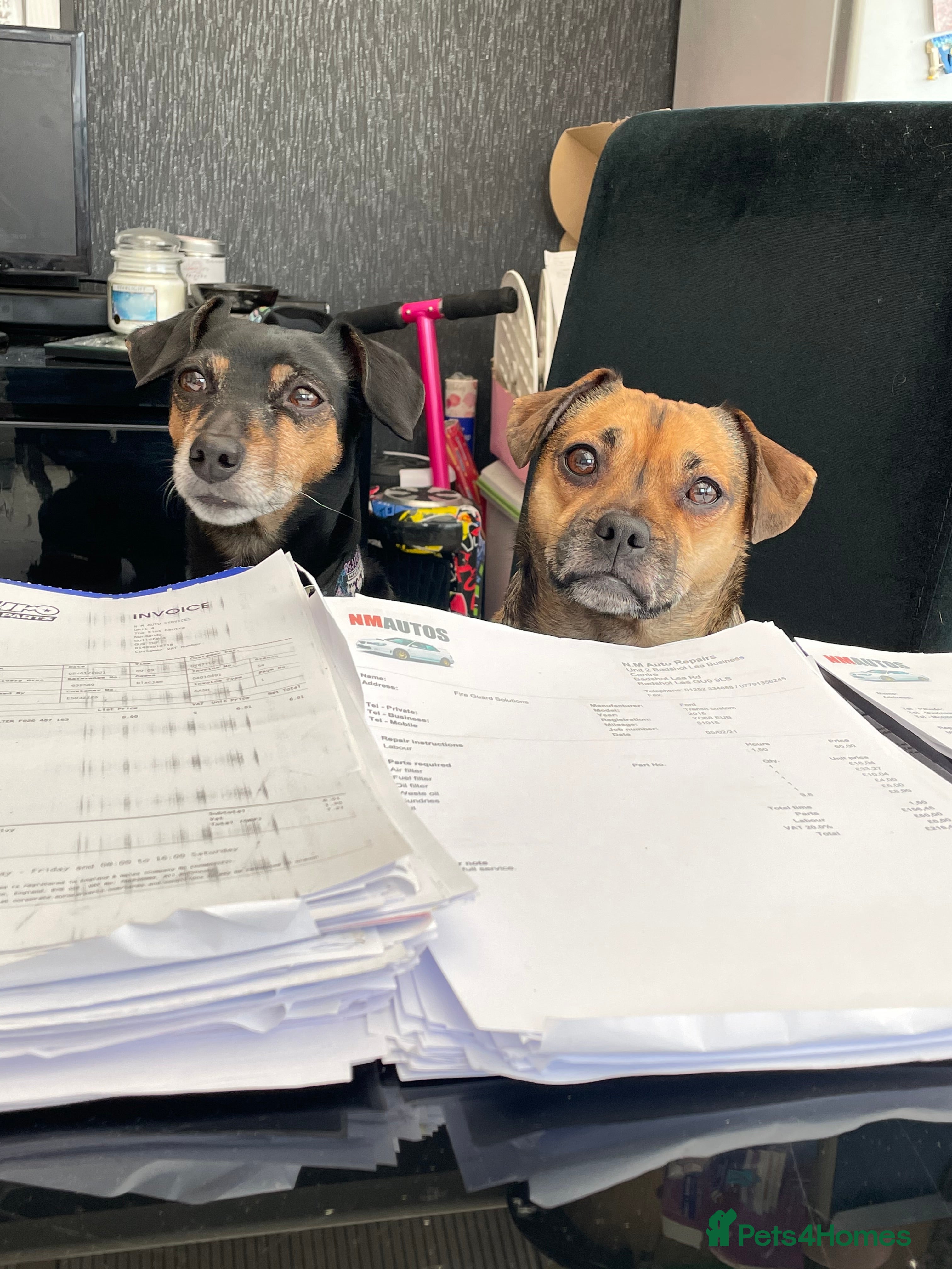 Mixed Breed dogs Roxy & Teddy - Advert 1