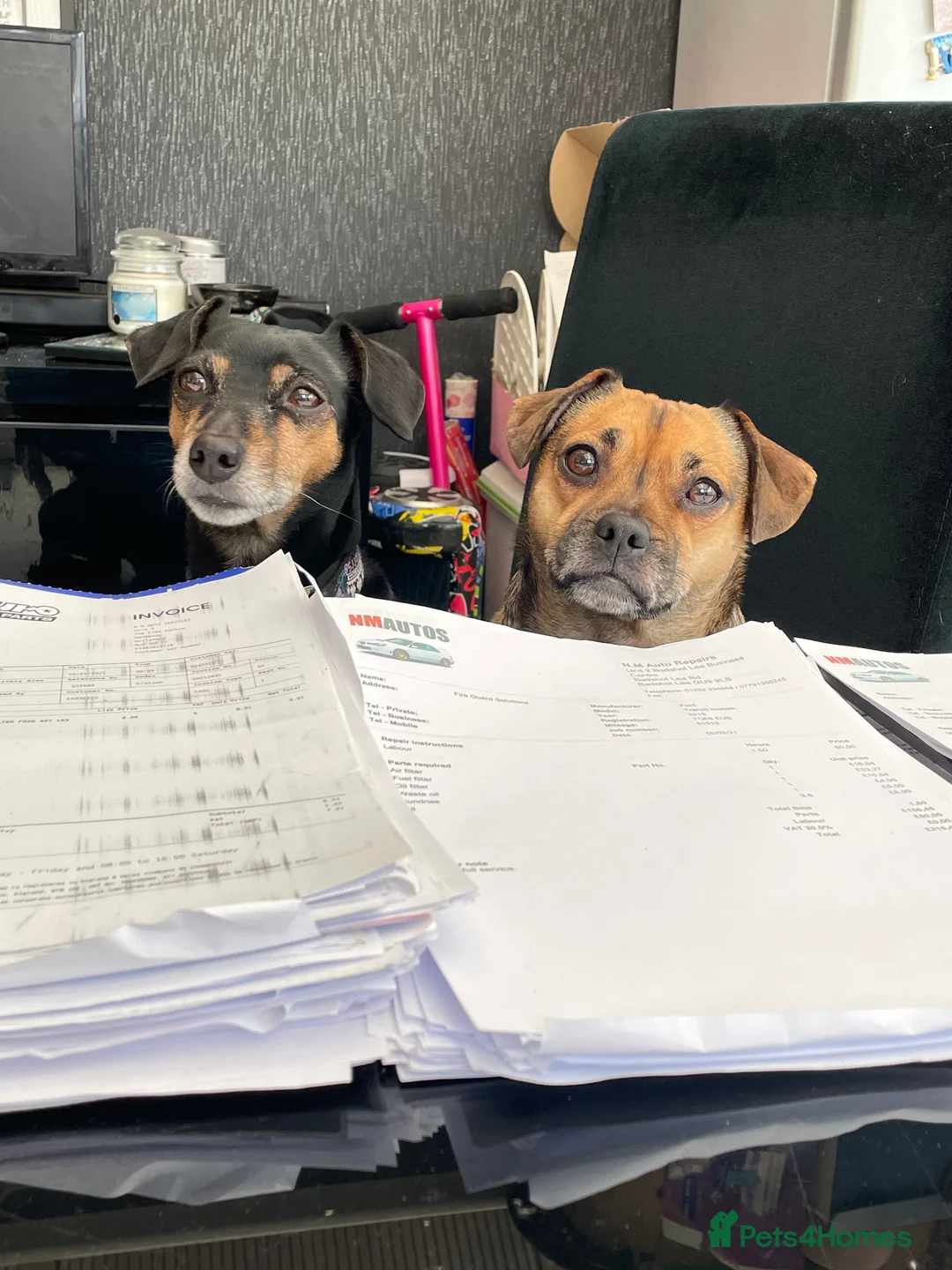 Mixed Breed dogs for sale: Roxy & Teddy - Advert 1