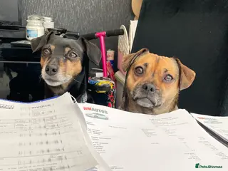 Mixed Breed dogs Roxy & Teddy - Advert 1