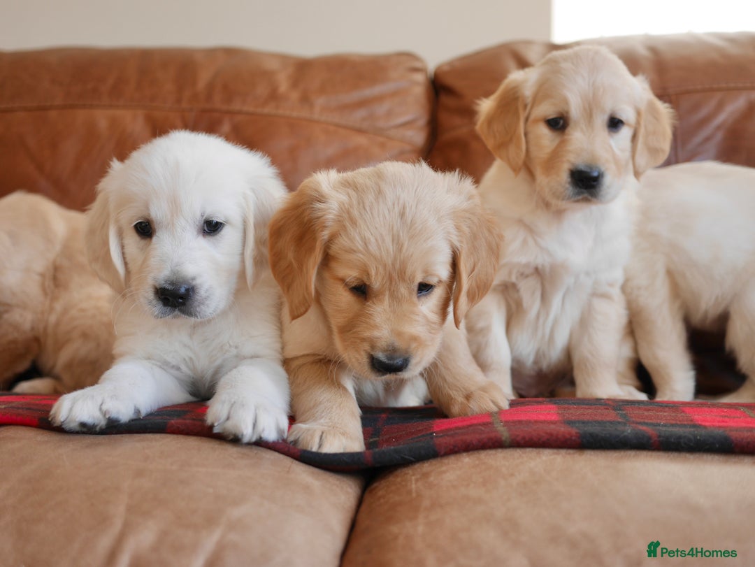 Golden Retriever dogs for sale: Quality KC Health Tested Golden Retriever Puppies - Advert 7