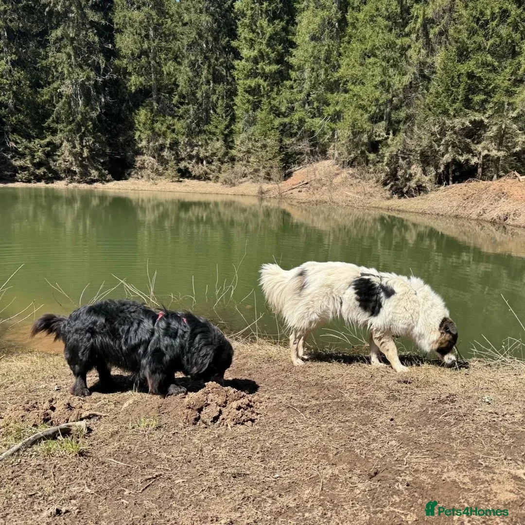 Mixed Breed dogs for adoption: Novie (Collie mix) - Advert 7