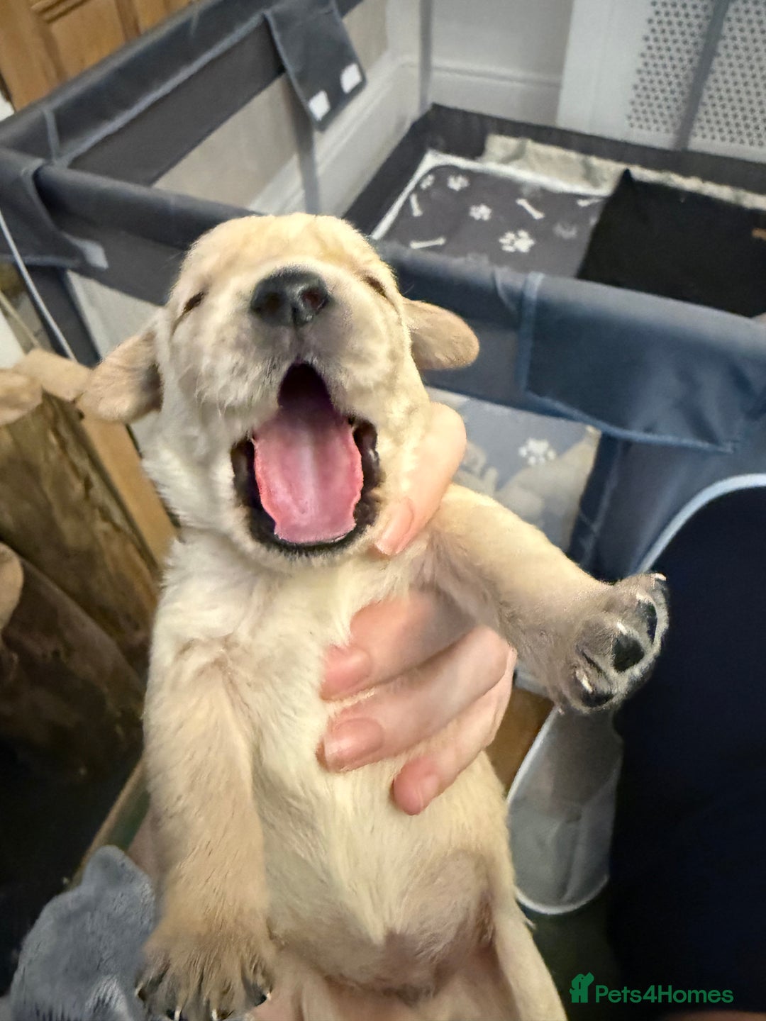 Goldador dogs for sale: 8 beautiful golden retriever x red lab puppies  - Advert 37