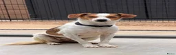 Jack Russell dogs for adoption: Joy — A Gentle Little Jack Russell Mix in St Albans - Advert 3