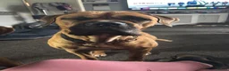 Mixed Breed dogs for sale: Dogue de Bordeaux cross cane corso pups due soon  - Advert 9