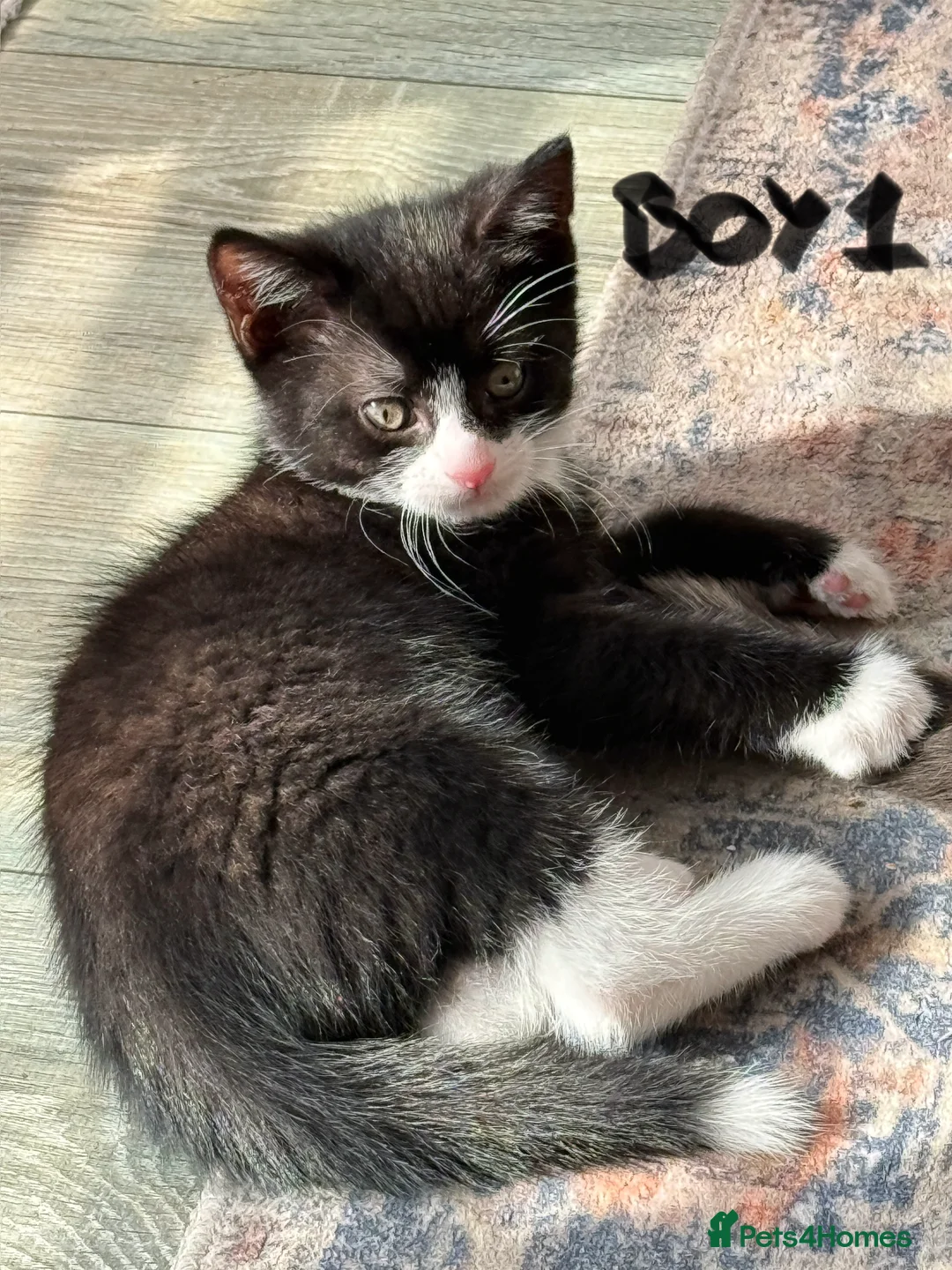 Mixed Breed cats for sale: Chocolate brown tabby kittens 🐱  - Advert 2