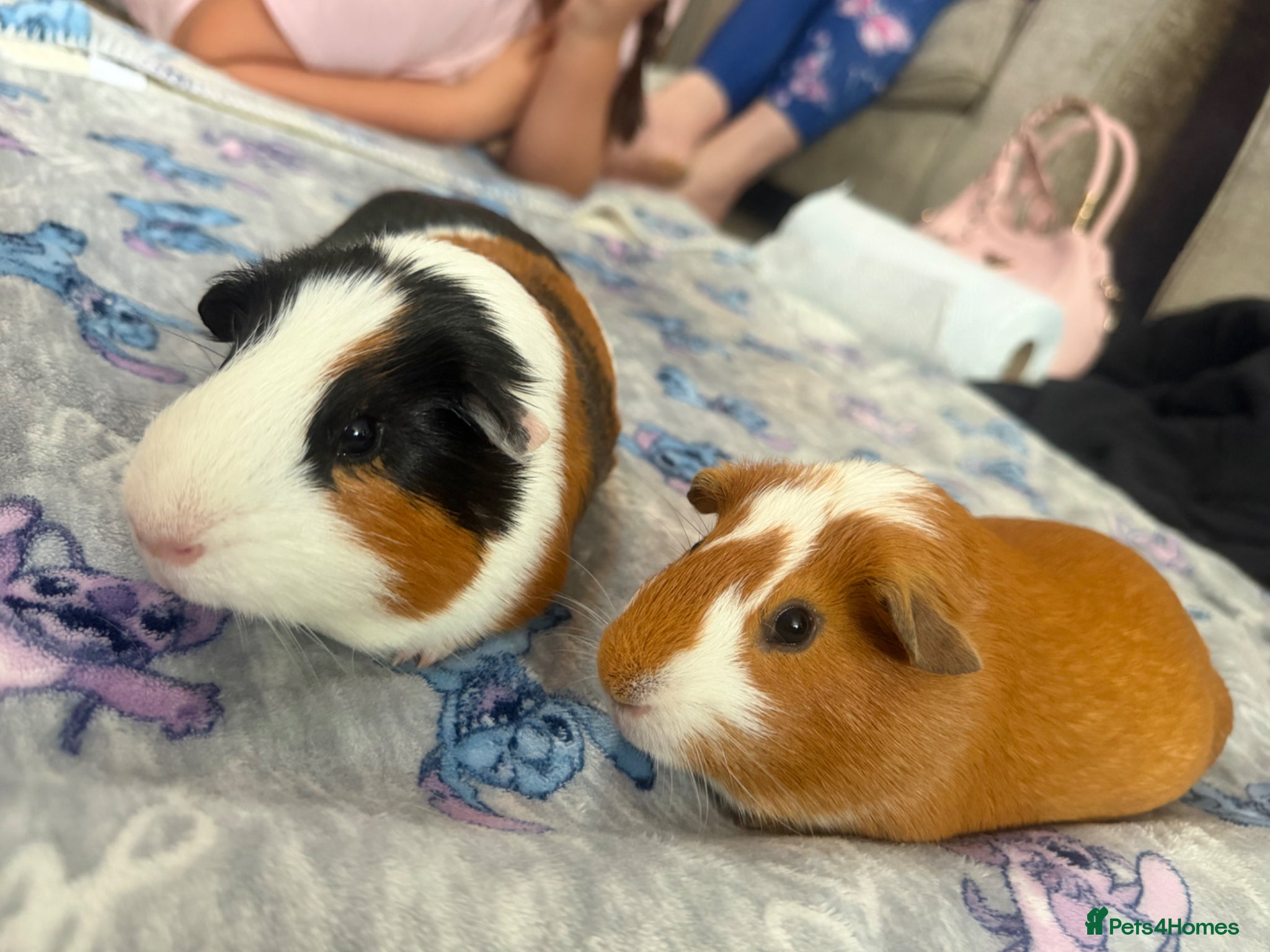 Guinea Pig rodents Male Guinea Pigs - Advert 6