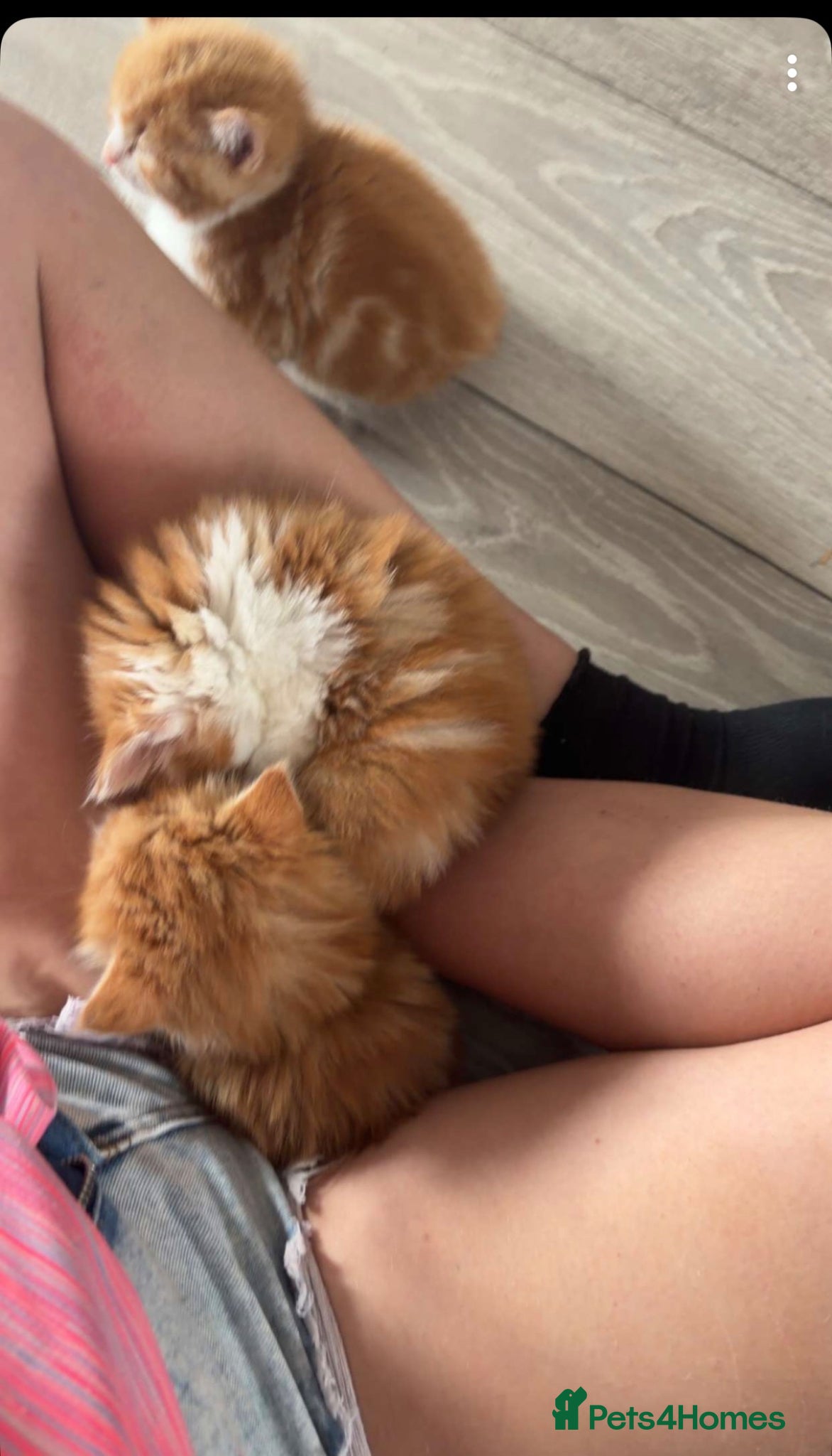 Mixed Breed cats Beautiful Very Fluffy Kittens for Sale 🐾 - Advert 2
