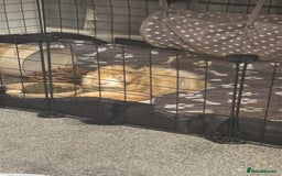 Guinea Pig rodents for sale: Geralt and Nugget  - Image 11