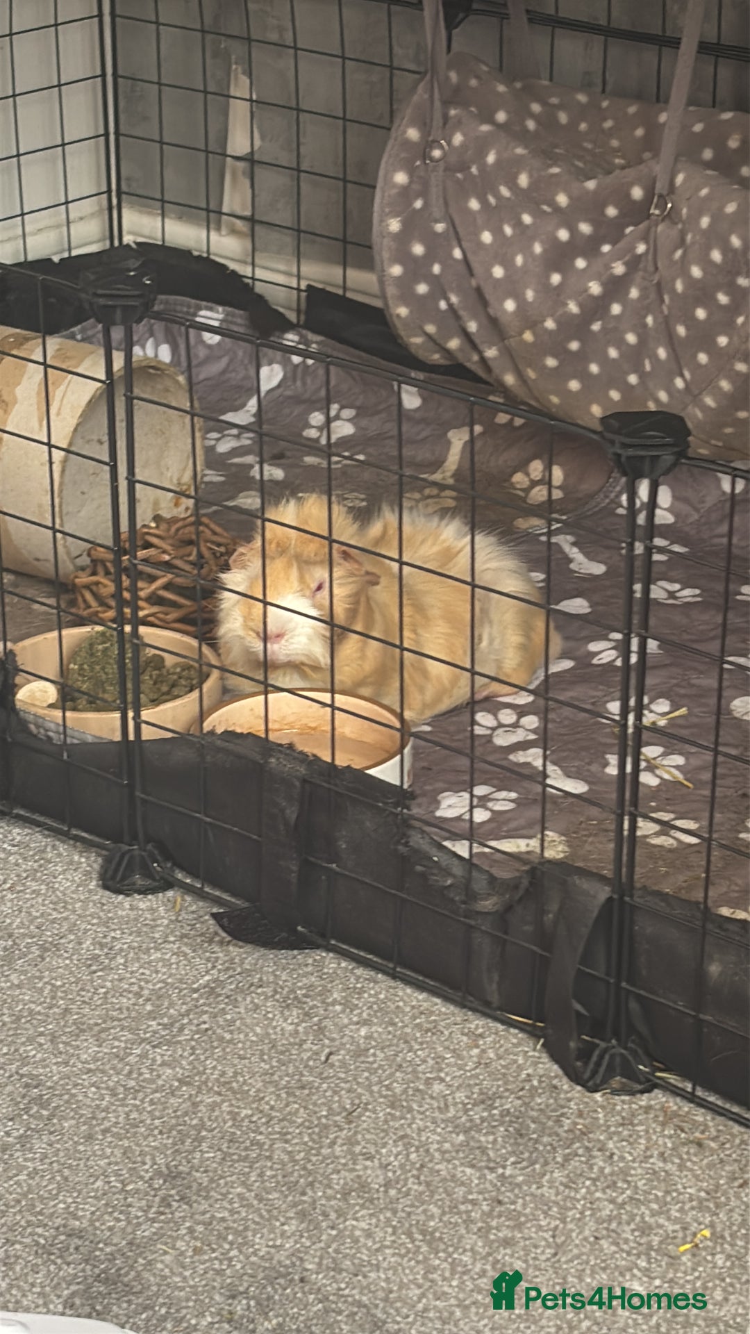 Guinea Pig rodents for sale: Geralt and Nugget  - Image 11