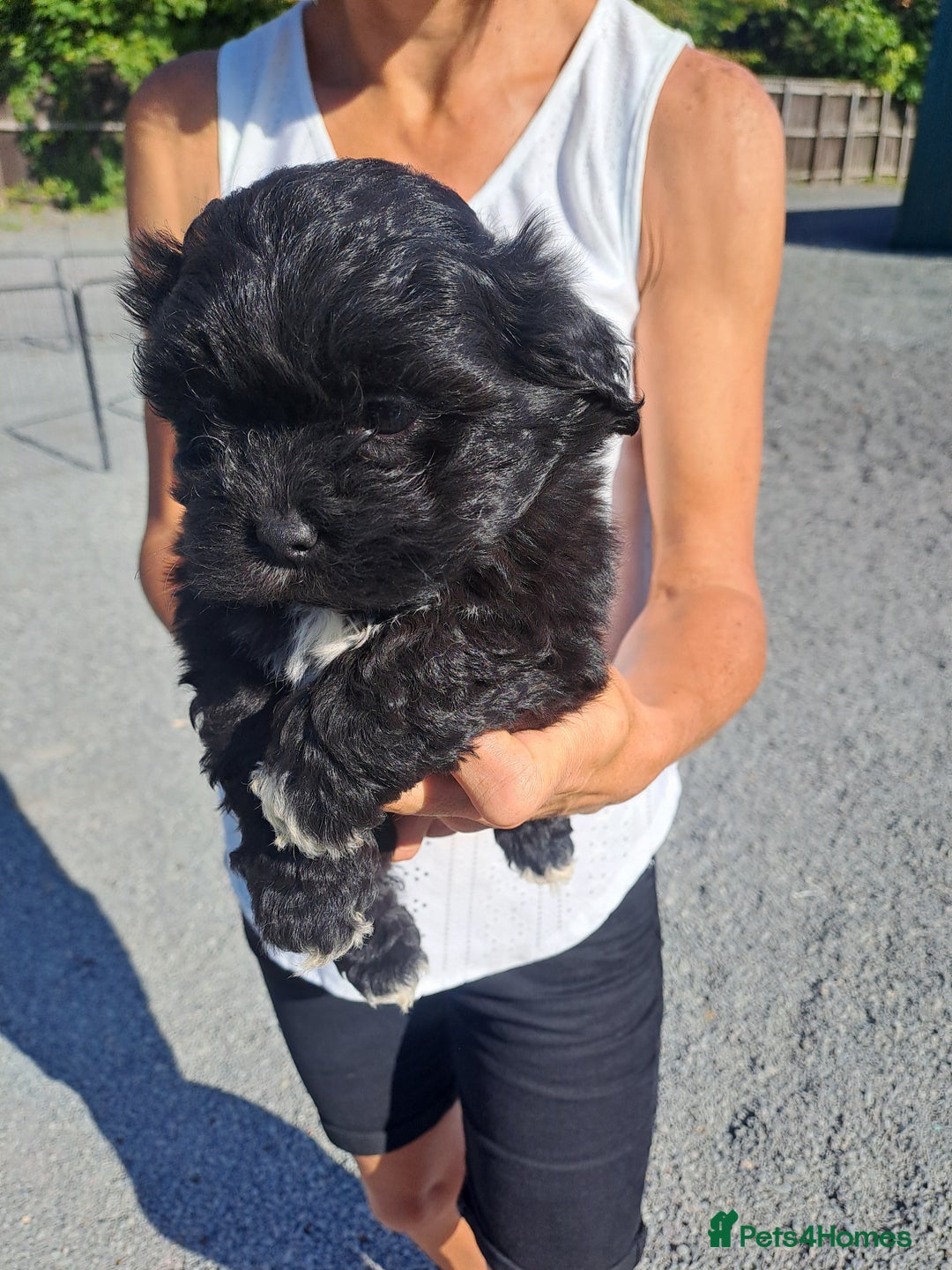 Lhasapoo dogs for sale: Lhaspoo Puppies  - Image 4