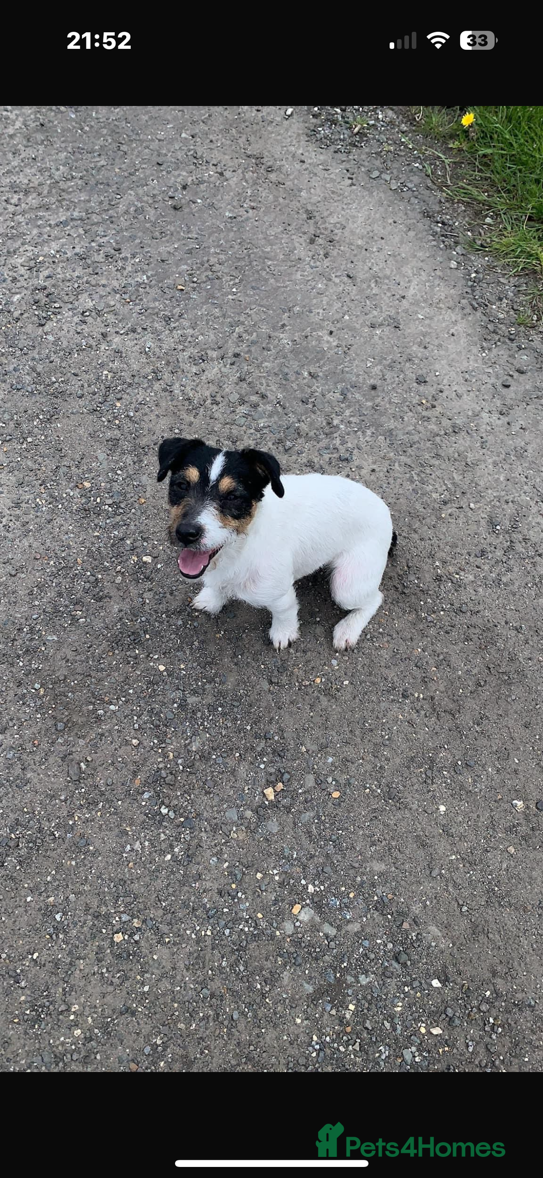 Jack Russell dogs for sale: Traditional old fashioned jack Russel puppies  - Advert 5