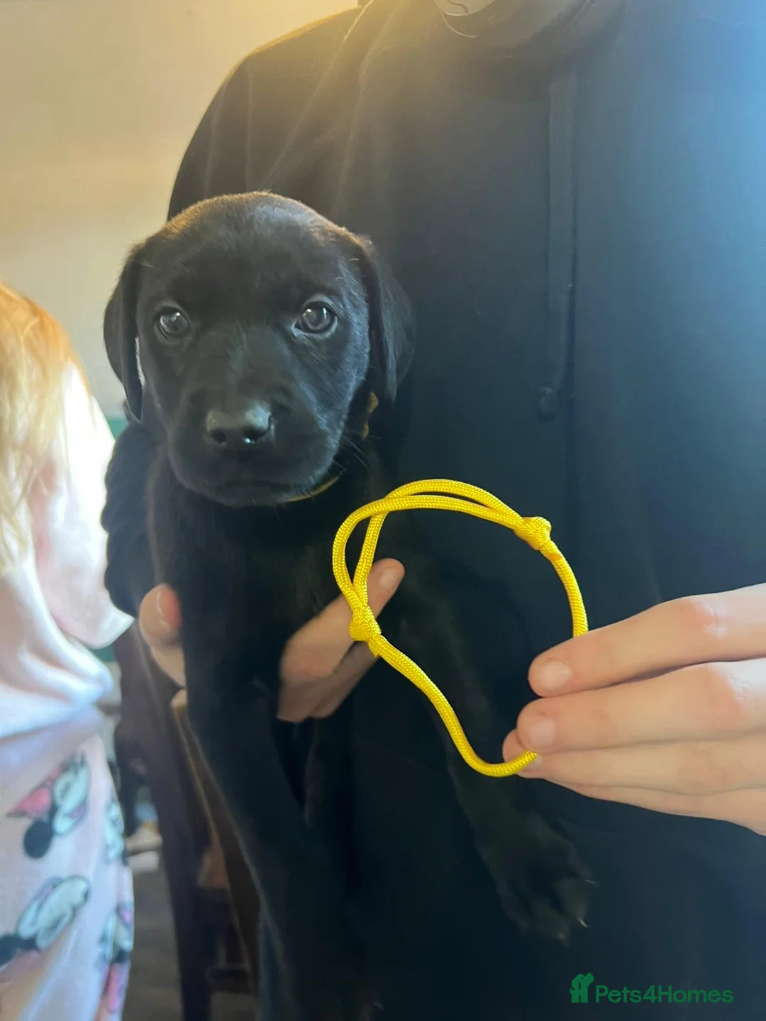 Mixed Breed dogs for sale: Labrador retriever cross - Advert 29