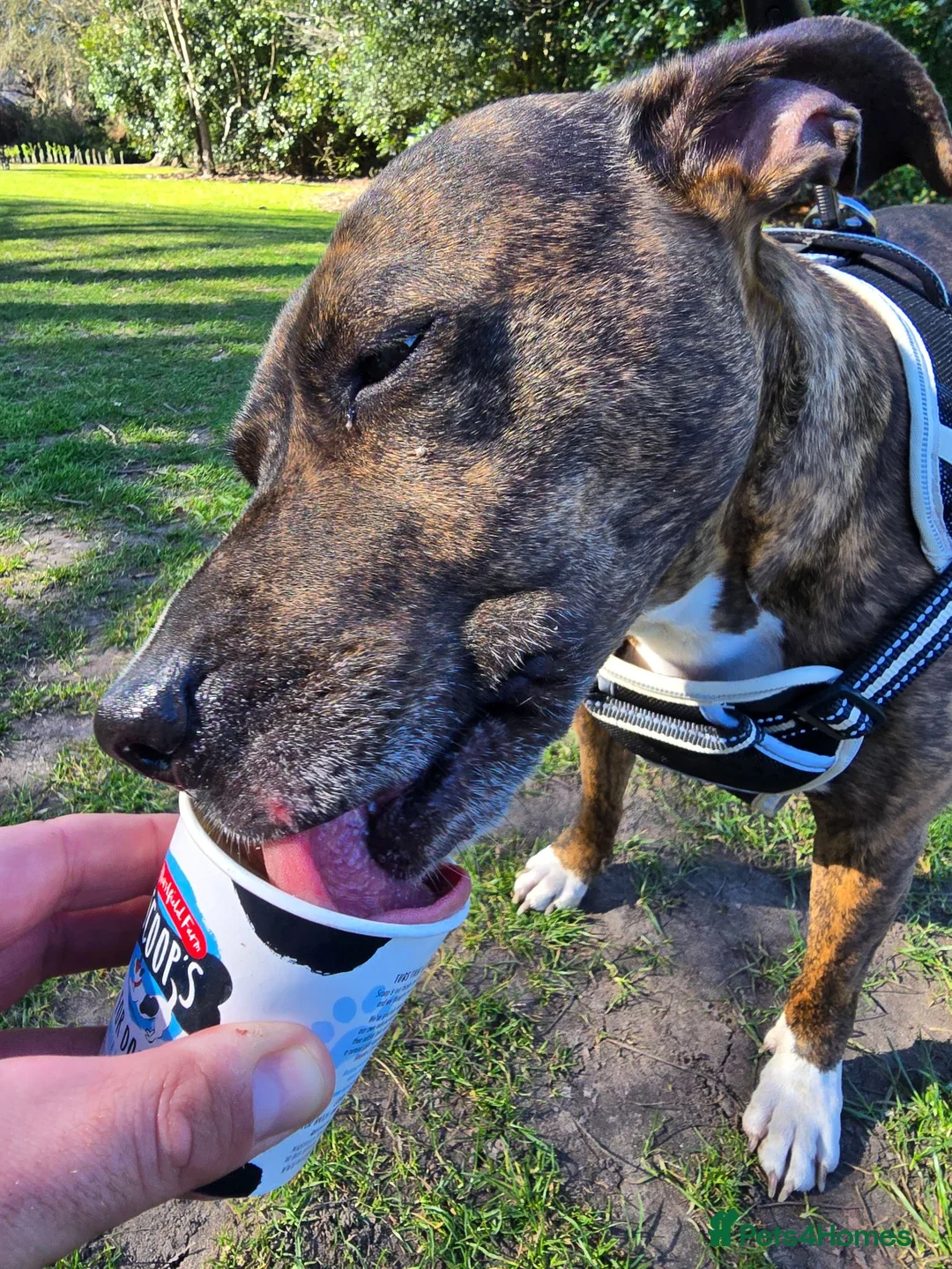 Mixed Breed dogs for sale: My beautiful staffy/boxer - Advert 9