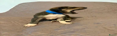 Saluki Puppy 3
