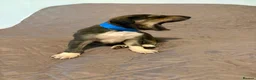 Saluki dogs for sale: Beautiful Saluki pups from champion lines - Advert 22