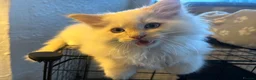 Ragdoll cats for sale: Blue Tortie Point Mitted Ragdoll Kittens - Advert 20