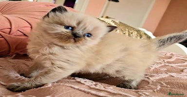 Persian cats Pedigree Persian Himilayan kittens - Advert 16