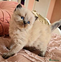 Persian cats Pedigree Persian Himilayan kittens - Advert 3