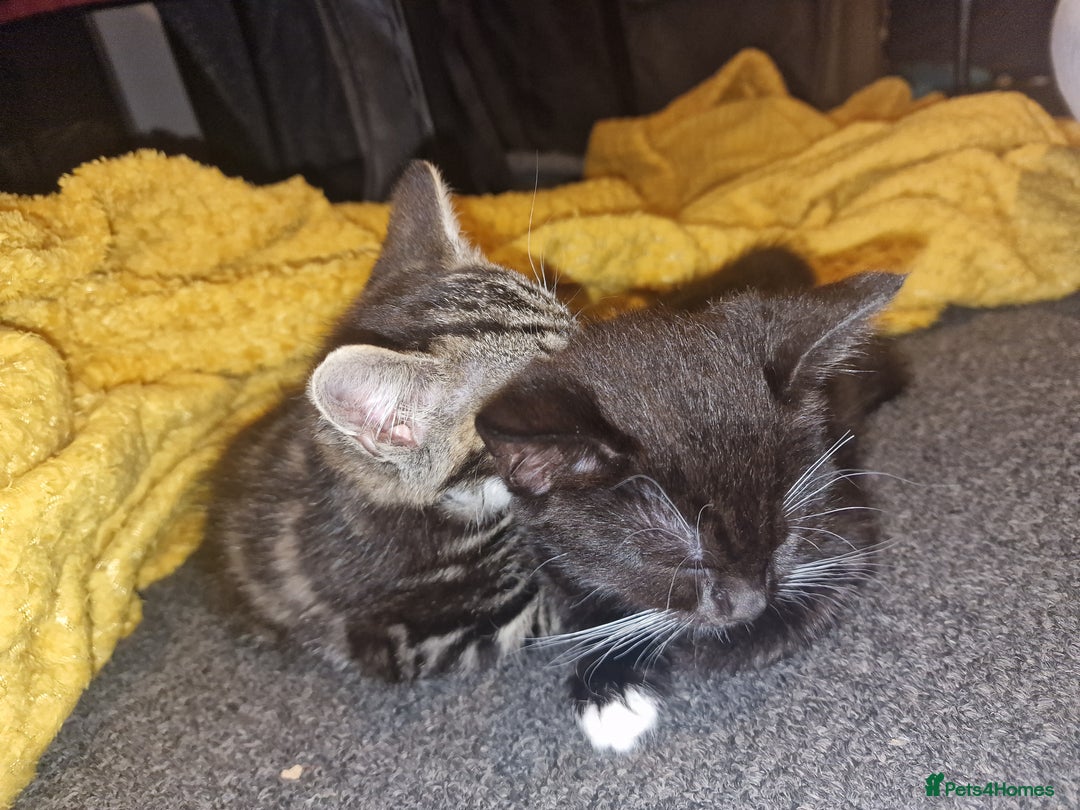 Mixed Breed cats for sale: Kitten for sale. A beautiful girl! - Advert 27