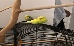 Budgerigars birds for sale: 2 birds and cage with toys(go as a pair) - Image 2