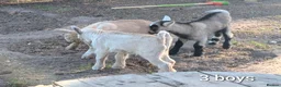 Goats livestock for sale: Pygmy Goats for sale  in Salisbury - Advert 4