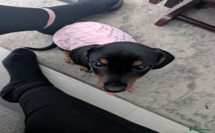 Dachshund dogs - Advert 1