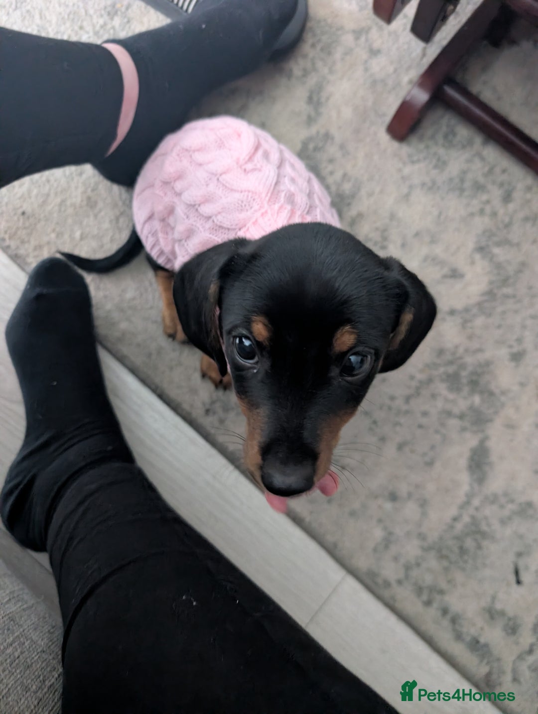 Dachshund dogs for sale: Miniature Dachshund puppy  - Image 1