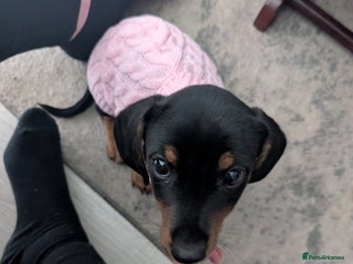 Dachshund dogs for sale - Advert 1