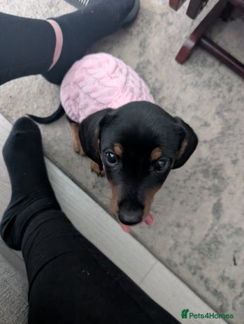 Dachshund dogs - Advert 1