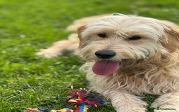Mini Goldendoodle dogs for sale: “Bailey” - Golden Goldendoodle Boy  - Image 2
