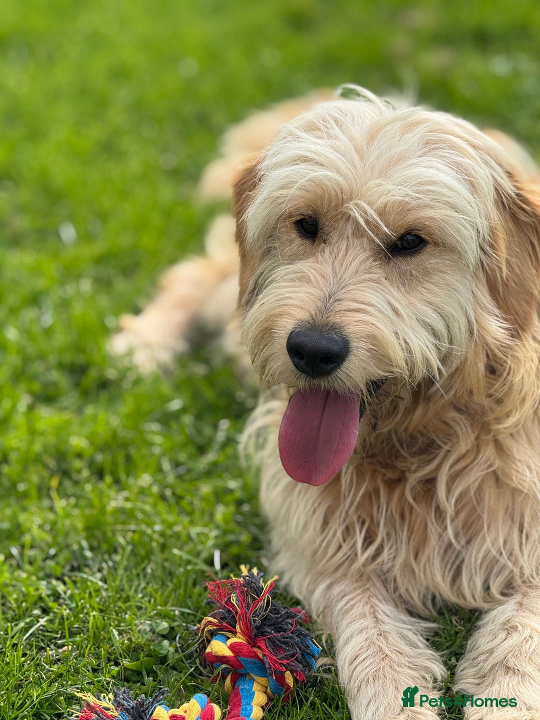 Mini Goldendoodle dogs for sale: “Bailey” - Golden Goldendoodle Boy  - Image 2