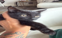 Domestic Shorthair cats for sale: 3 beautiful kittens xx - Image 3