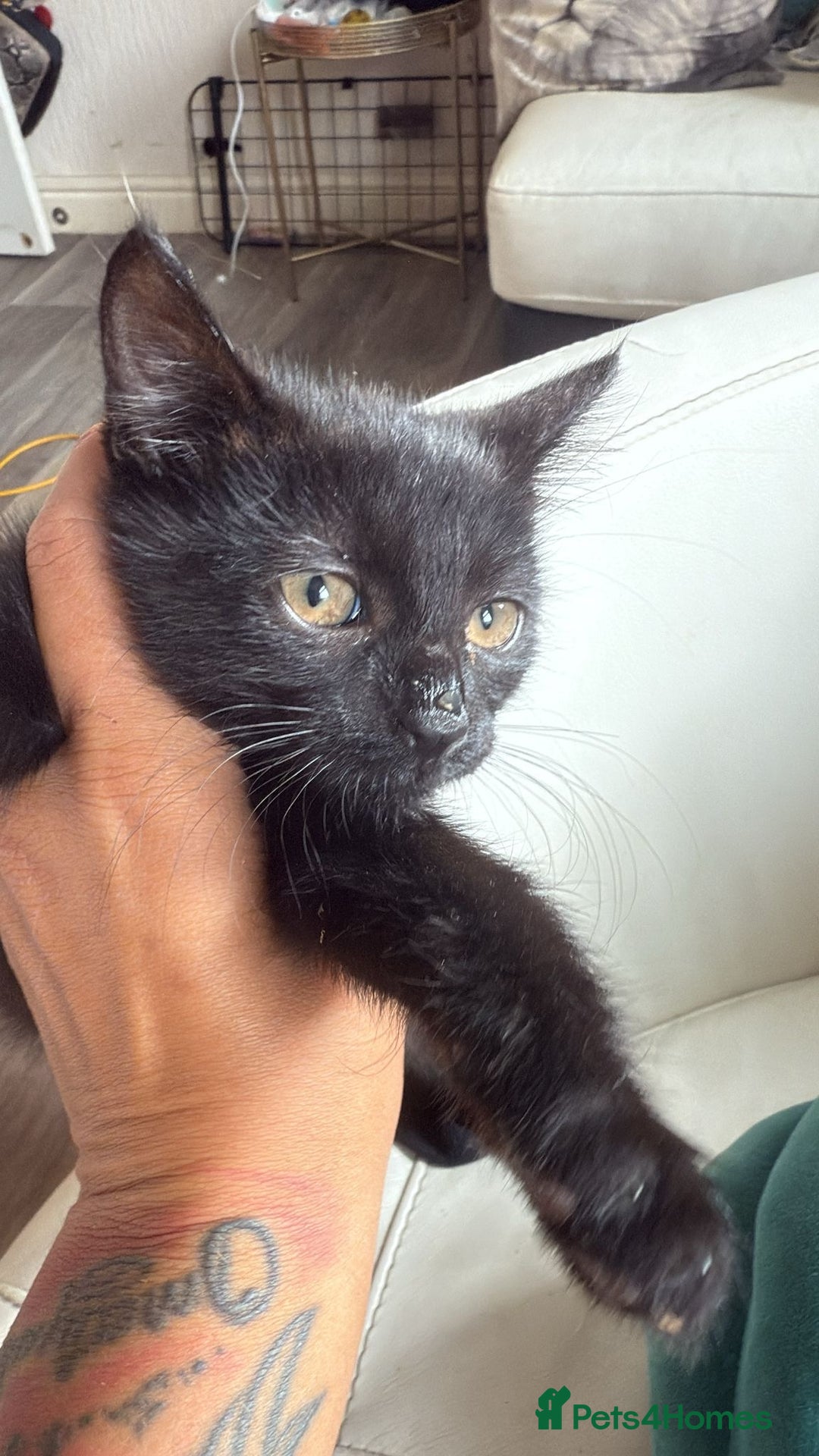 Domestic Shorthair cats for sale: 3 beautiful kittens xx - Image 3