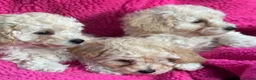 Poochon dogs for sale: 🌺3 POOCHON GIRLS in CHESHIRE🌺-Ready Fri  - Advert 16