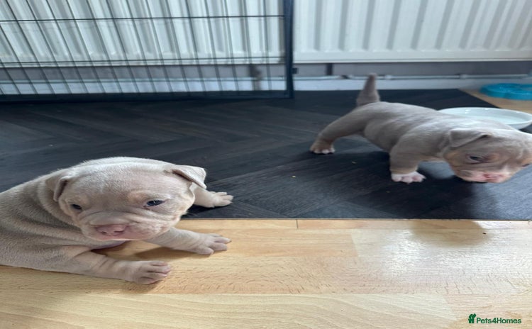 American Bully dogs - Advert 12