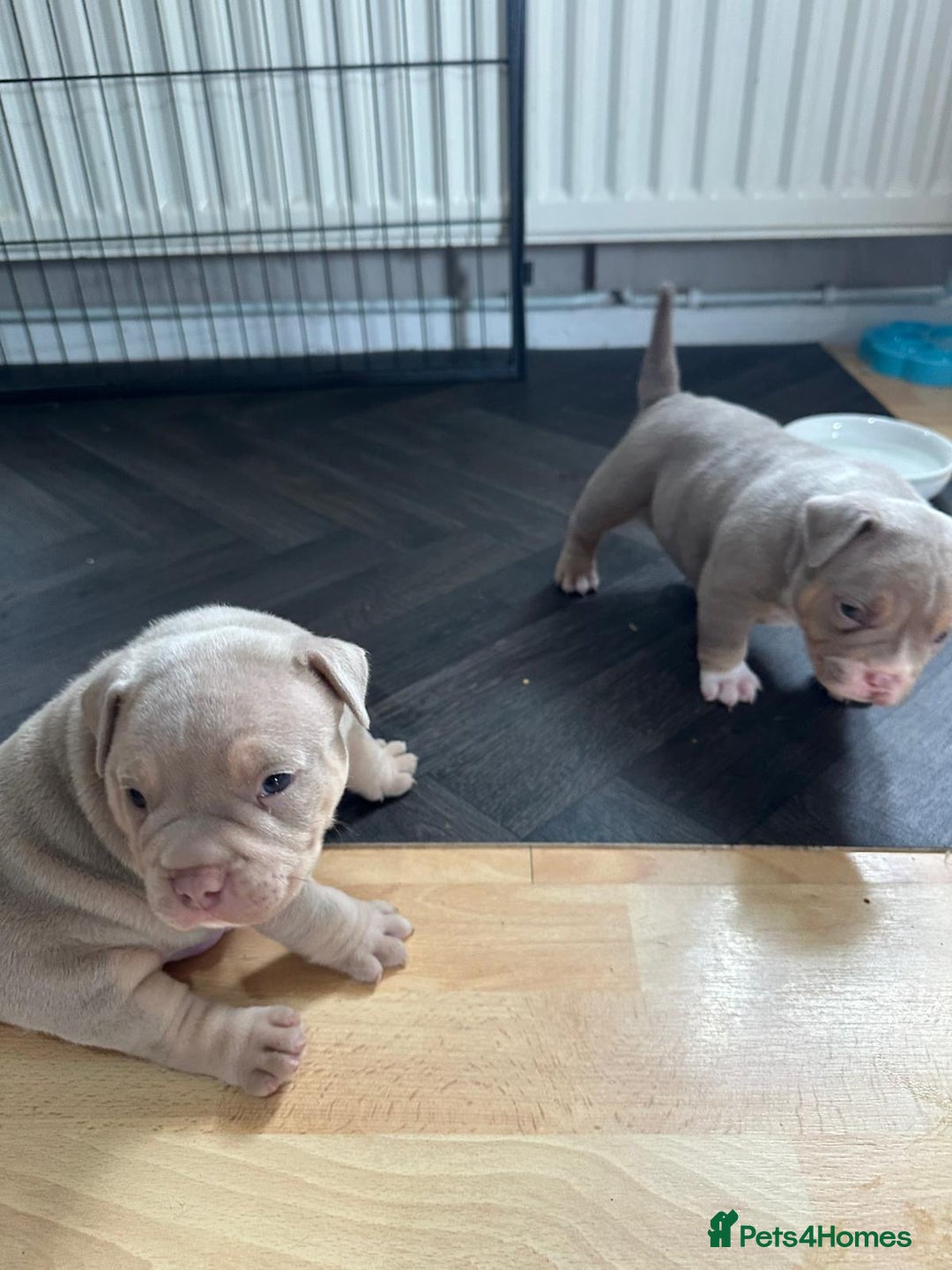 American Bully dogs for sale: American pocket bully pups for sale top Quality  - Image 1