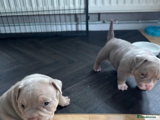 American Bully dogs - Advert 28