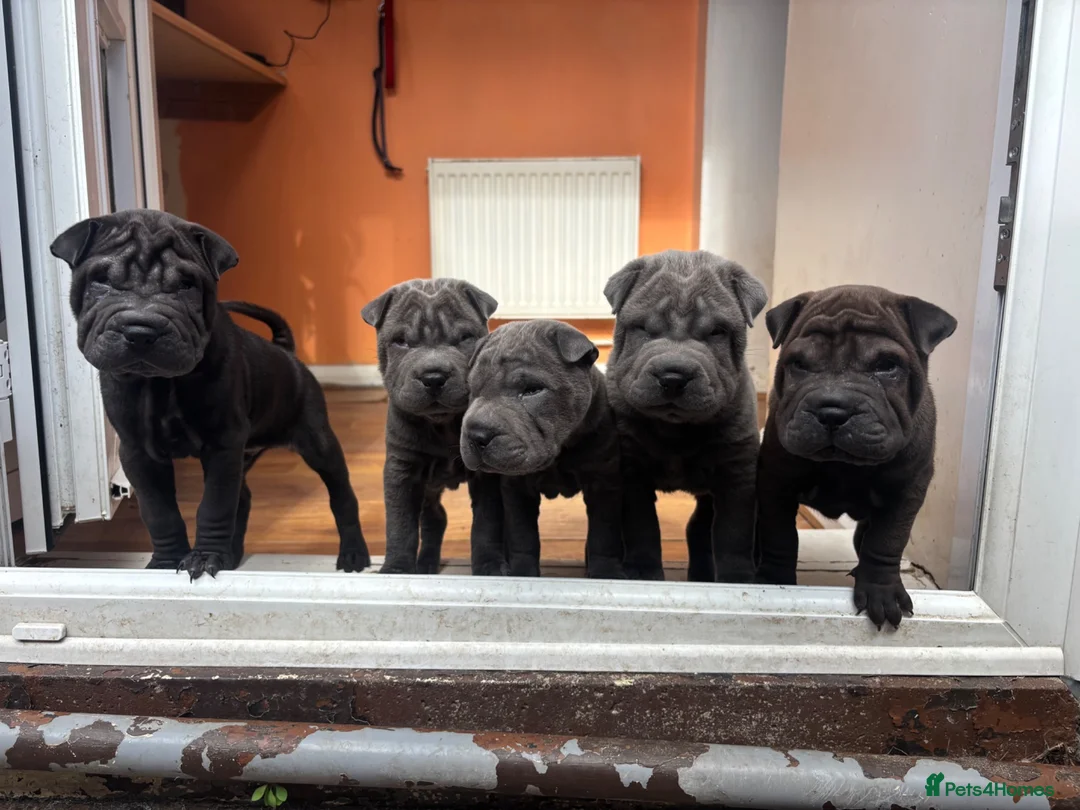 Shar Pei dogs for sale: Sharpei Puppies - Advert 1