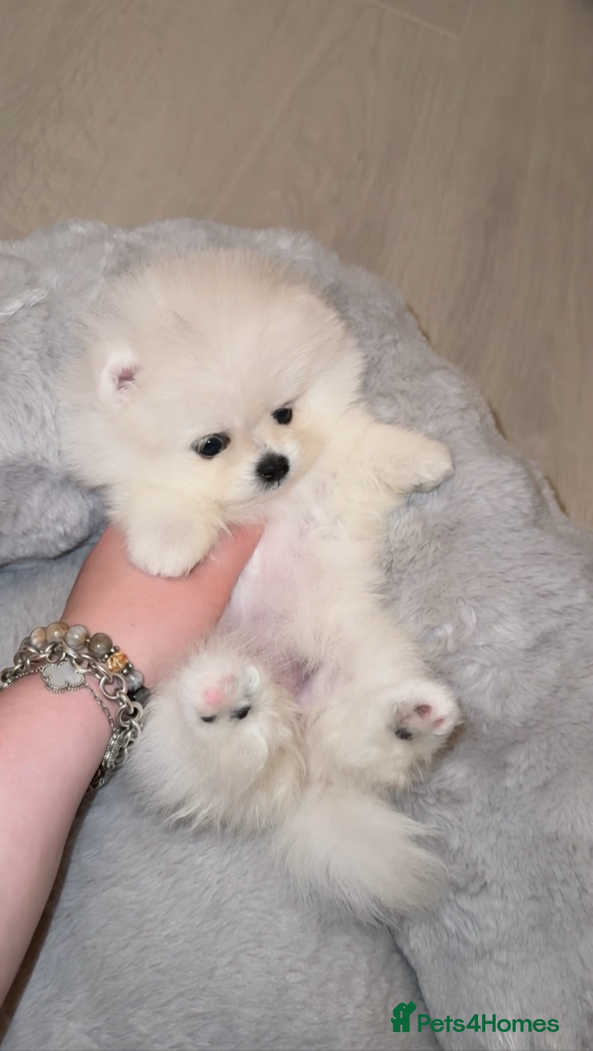Pomeranian dogs 🏆Champion Teddies🧸 KC registered ✔️ - Advert 2