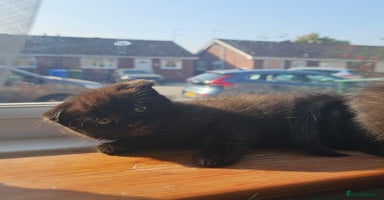 Mixed Breed cats - Advert 2