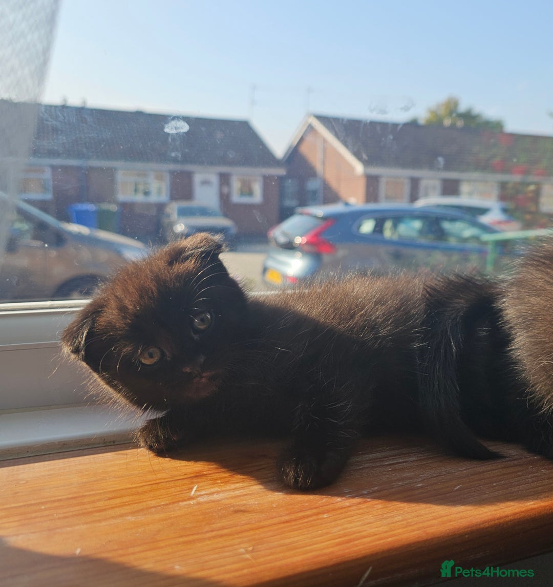 Mixed Breed cats for sale: Scottish Fold Kittens! Ready for loving home - Image 4