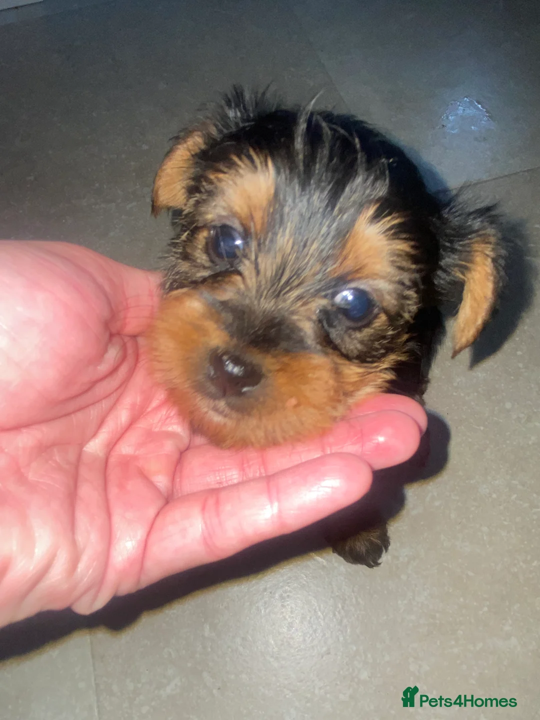 Yorkshire Terrier dogs for sale: Yorkshire terroir puppies  - Advert 4