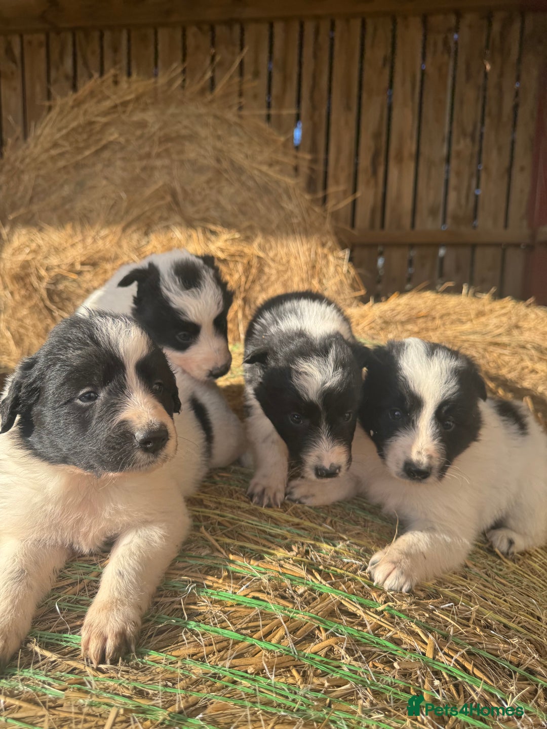 Border Collie dogs for sale: Very cute Border Collie Pups From Working Dogs - Advert 20