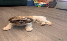 Zuchon dogs for sale: Bichon Frise ** hih Tzu girl, born on 8th Nov 2024 - Image 6