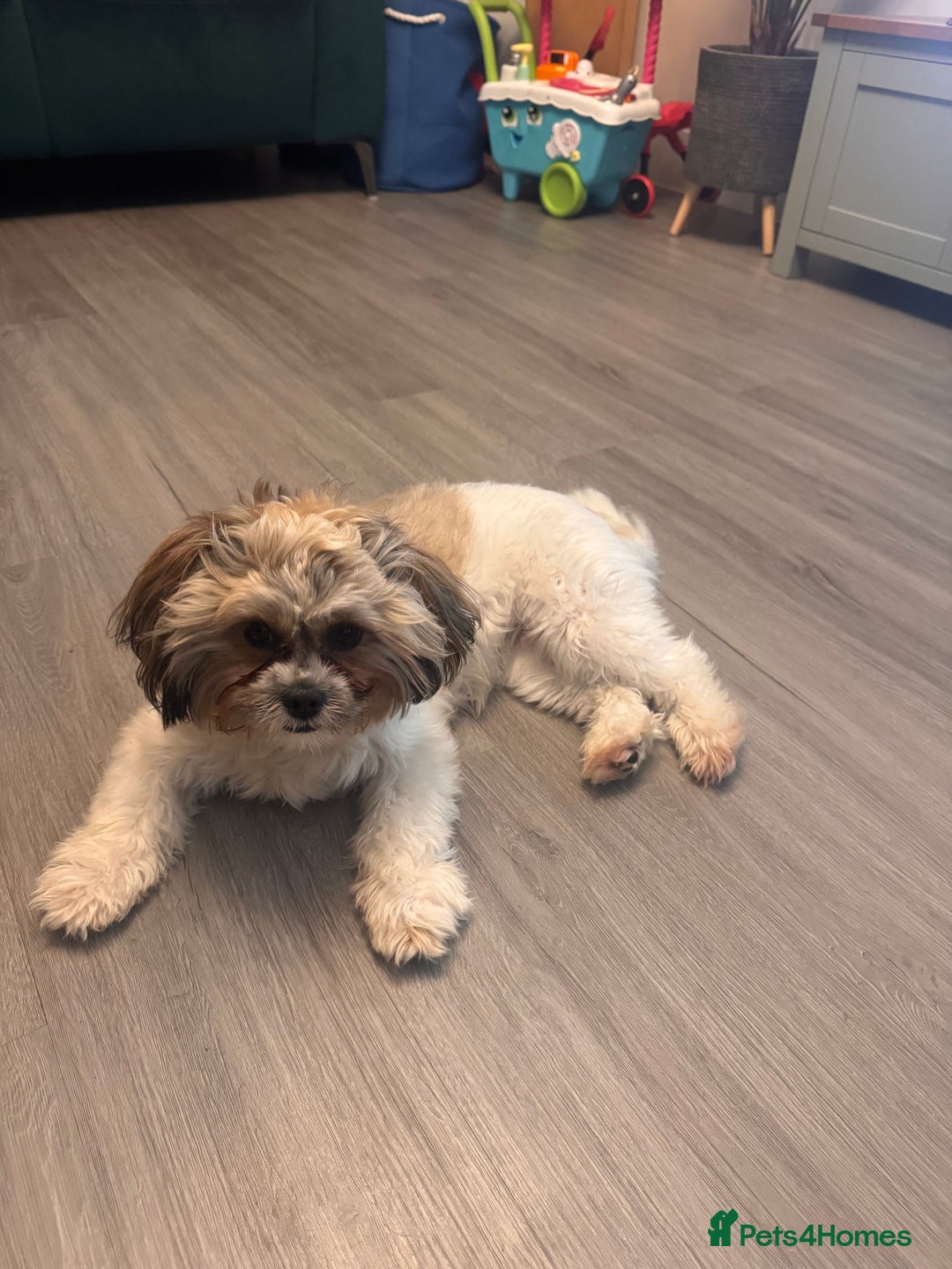 Zuchon dogs for sale: Bichon Frise ** hih Tzu girl, born on 8th Nov 2024 - Image 6